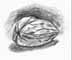 Walnut drawing